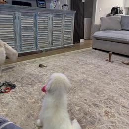 Golden Retriever Puppies from Suncoast Goldens