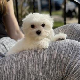 Arty - White male Maltese puppy in Chicago, Illinois from Leona's Maltese
