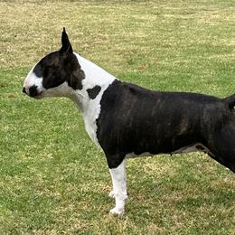 Smoochie - Bull Terrier