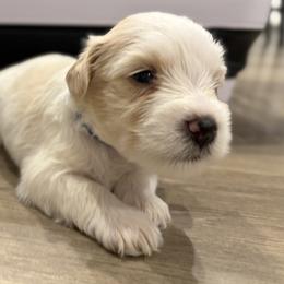 Alfie - Parti male Miniature Schnauzer puppy in Corona, California from 92882 Schnauzerville