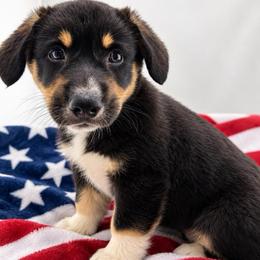White ID Boy 5 - Black and tan male Pembroke Welsh Corgi puppy in Barling, Arkansas from Soaring Eagle Corgis