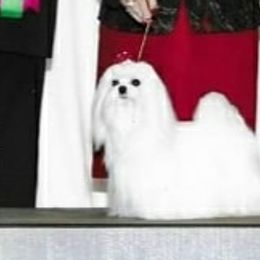 Maltese from Cher Chien Maltese