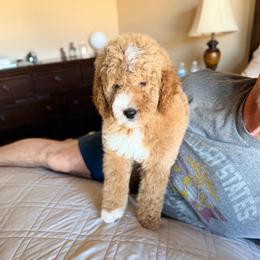 Meadow now Portabella - Apricot female Goldendoodle puppy in Anthem/Phoenix, Arizona from Ironwood Doodles