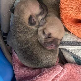 French Bulldog puppies from Bark2Basics.Frenchie