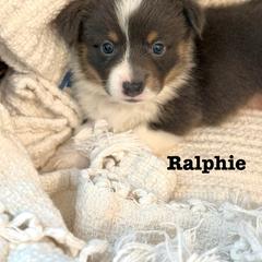 Pembroke Welsh Corgi Puppies from Sarah Ledford