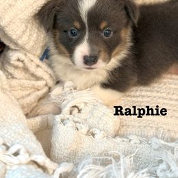 Pembroke Welsh Corgi Puppies from Sarah Ledford