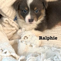 Pembroke Welsh Corgi Puppies from Sarah Ledford