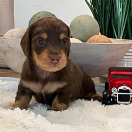 Lenny - Chocolate and tan male Dachshund puppy in Menifee, California from Dachshunds in SoCal