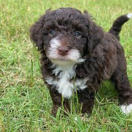 Izzy - Aussiedoodle puppy in Albertville, Alabama from Home Sweet Home Doodles LLC