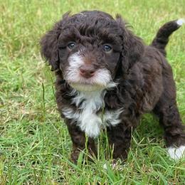 Izzy - Aussiedoodle puppy in Albertville, Alabama from Home Sweet Home Doodles LLC