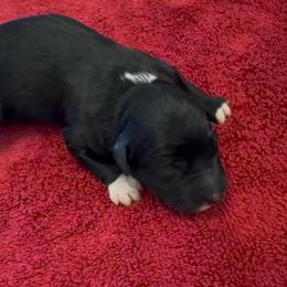 Orchid - Black and white female Aussiedoodle puppy in Cartersville, Georgia from Simply Blessed Doodles