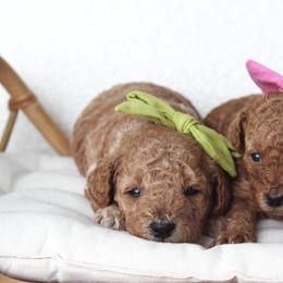 Poodle Puppies from Bruno & Co. Puppies