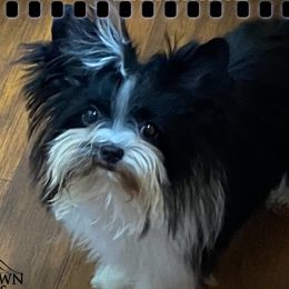 Jareth - Yorkshire Terrier