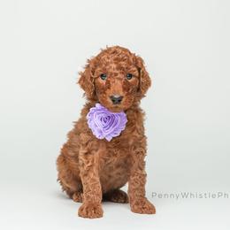 Poodle Puppies from Independence Poodles