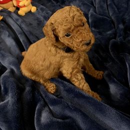 Aussiedoodle, Miniature Australian Shepherd, and Poodle Puppies from Sandy Creek Kennels
