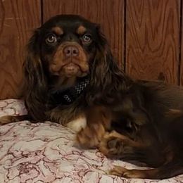 Glory - Cavalier King Charles Spaniel