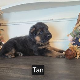 Tan Collar - Black and red male German Shepherd puppy in Sumner, Iowa from Vom Wilke Kennels