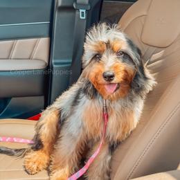 Navi - Cavapoo