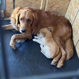 Golden Retriever Puppies from K5 Dog Services