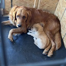 Golden Retriever Puppies from K5 Dog Services