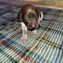 Yellow female - Liver roan female German Shorthaired Pointer puppy in Osawatomie, Kansas from Doyle’s GSP