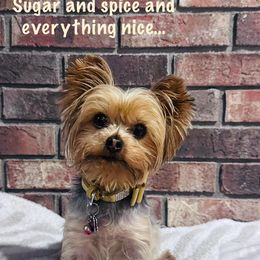 Honey - Yorkshire Terrier