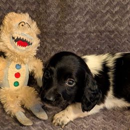 Dachshunds and Rat Terriers from Twin Hickory Ranch