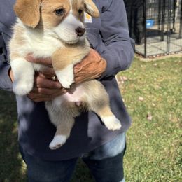 Autumn - Red female Pembroke Welsh Corgi puppy in Aumsville, Oregon from Winterflower Corgis