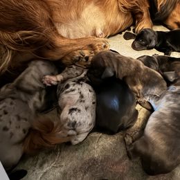 Dachshund puppies from KBz Miniature Dachshunds