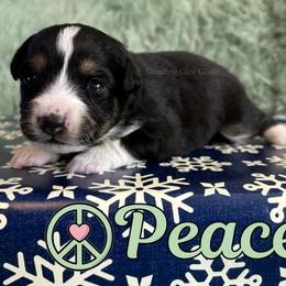 Peace - Black tri female Miniature Australian Shepherd puppy in Millington, Tennessee from Goading Glee Glade