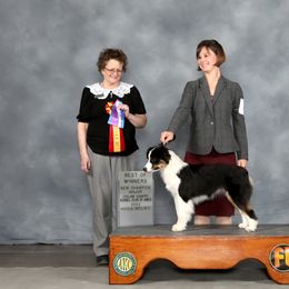 Fame - Black & white Australian Shepherd puppy in Paradise, Texas from Mtn Springs Kennels