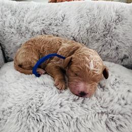 Blue - Red  male Goldendoodle puppy in Miami, Florida from GoldStar Doodles USA