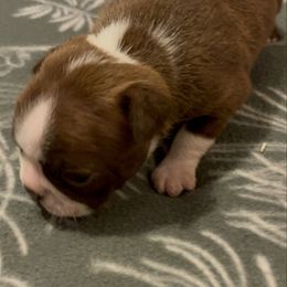 Girl 6 - Brindle and white female Boston Terrier puppy in Tenmile, Oregon from High Plains French Bulldogs,Boston Terriers and Frenchtons.