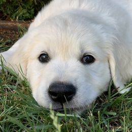 Golden Retriever Puppies from MYSnowAngels