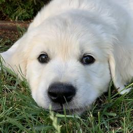Golden Retriever Puppies from MYSnowAngels