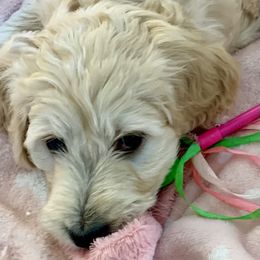 Double Doodle Puppies from Riverside Doodles in Seattle (double doodles)