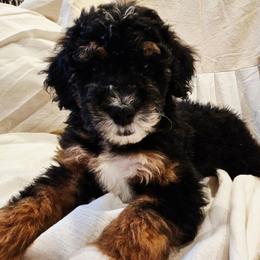 Rocky - Tri-color male Bernedoodle puppy in Olin, North Carolina from Rocky Creek Raised