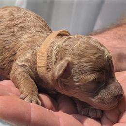 Tan collar - Cream male Goldendoodle puppy in Connecticut from Valley View Doodles