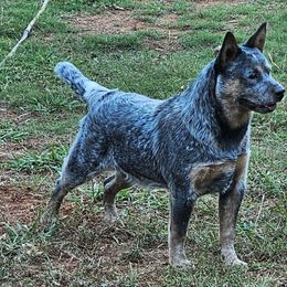 Zuko - Australian Cattle Dog