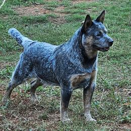 Zuko - Australian Cattle Dog