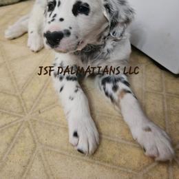 Brown - White and black male Dalmatian puppy in Conrath, Wisconsin from JSF Dalmatians LLC