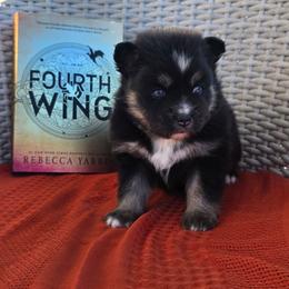 Sgaeyl (S-gail) - Black and white female Pomsky puppy in Sumter, South Carolina from Emerald Skies Pomskies