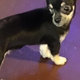Chihuahuas from Dee Hayes