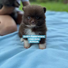 Choc boy 3200 no breeding rights - Chocolate male Pomeranian puppy in Kentucky from Em&M Pomeranians