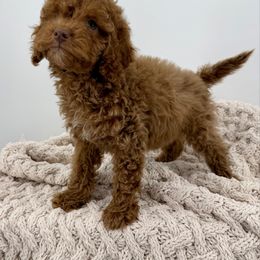 Chili - Red female Cockapoo puppy in Beresford, South Dakota from DAKOTA DOOD RANCH