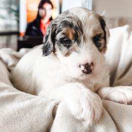 Orange Collar Esther - Merle female Bernedoodle puppy in Camden, North Carolina from Fleury Farm Doodles NC