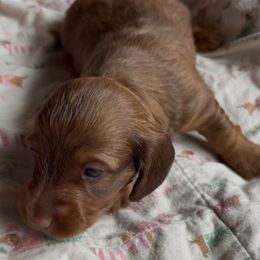 Mina Mae - Cream female Dachshund puppy in Ocean Park, Washington from Golden Dachshunds