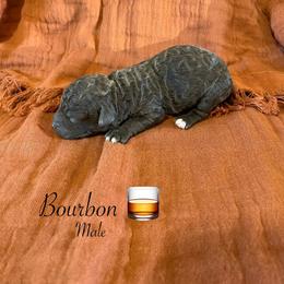 Bourbon - Brown male Lagotto Romagnolo puppy in Minster, Ohio from 1880 Lagotto