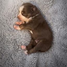 Celeste - Red tri female Miniature Australian Shepherd puppy in White Oak, Texas from Triple Lake Ranch Miniature Australian Shepherds