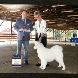 Samoyed All Grown Up from Arctic Edge Samoyeds